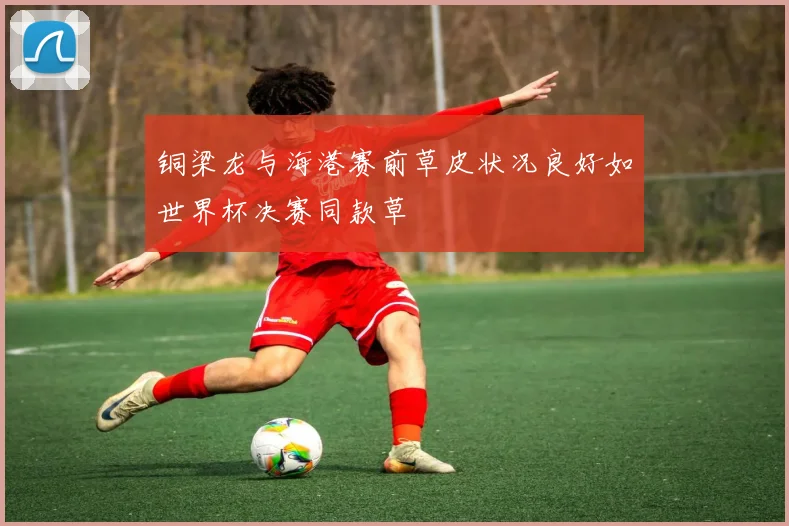 铜梁龙与海港赛前草皮状况良好如世界杯决赛同款草
